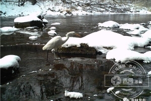 长白山保护区首次拍摄到野生大白鹭影像