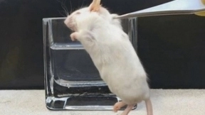 用AI验毒，小白鼠们也许有救了