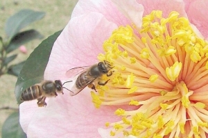 外媒：蜂类也能“认脸” 人工智能或可借鉴