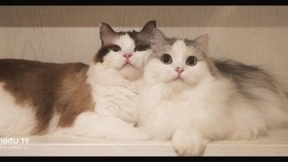 美图T9 拍猫实测：你的猫猫和网红萌宠可能只差一台美图手机