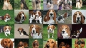 谷歌人工智能创造奇怪逼真的动物图像，包括蜘蛛，兔子和青蛙