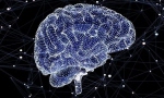 Jeff Hawkins首提“千脑智力理论”或颠覆AI：理解人类新大脑皮层