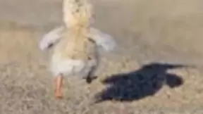 搜狗翻译宝Pro 开启跨国品质游，AI智能引领国际旅游新风尚