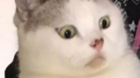 亚马逊Echo智能音箱｜智能音箱突然惨笑 吓哭一众网友 亚马逊回应