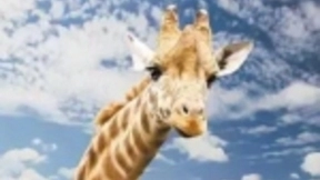 下一个AI商机：人工智能从人脸识别迈向动物识别