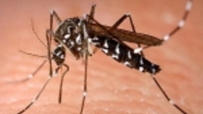 谷歌母公司Alphabet计划采取绝育手段，消灭全球蚊子