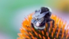 承载高科技背包的大黄蜂充当生活数据收集平台