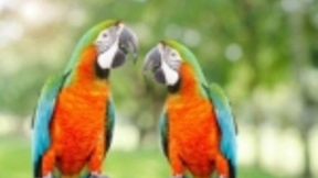 人工智能时代：AI让鹦鹉成为网购高手