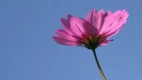 微信7.0“开屏送花” 搜狗搜索带你一起解“花语”