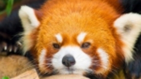 Mozilla关闭了Firefox的Test Pilot计划