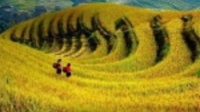 农村正成为阿里、京东等互联网玩家的下一个战场