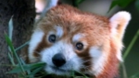 火狐现在是一款更好的iPad浏览器