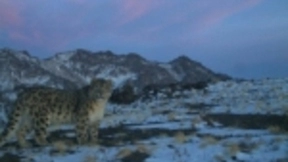 微软详细介绍了科学家如何利用AI创新来帮助保护环境