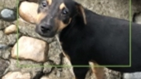 iOS 13新增AI相机：可识别出猫猫狗狗