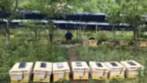 阿里发布丰收节助农黑科技：让蜜蜂用上语音识别和红外打卡