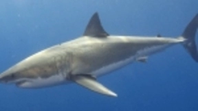 Salesforce爱因斯坦人工智能系统的新用途：跟踪鲨鱼