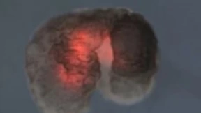 全球首个活体机器人诞生：蟾蜍细胞构建进化算法设计，能动能自愈