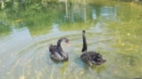 疫情之下，手机市场遭受重创，何时迎来复苏？