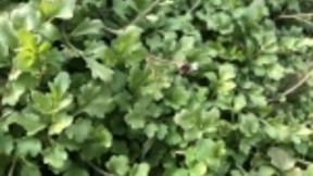 人工智能碰撞农业 植物医院研发AI识别病虫害技术