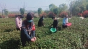 春耕正当时  湖北移动驻村工作队防疫、扶贫 “两不误”