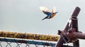 观鸟旗舰机皇 生态摄影师AQO的EOS-1D X Mark III拍摄体验