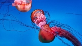 超感光大底显实力 vivo X50 Pro+秀水族馆暗光样张