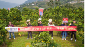 苏宁超市双十一“鲜吃为敬”远赴深山果园，为吃货带回最鲜秭归橙