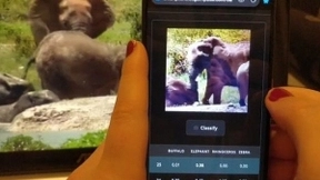 人工智能创造了世界上最好的大象追踪设备