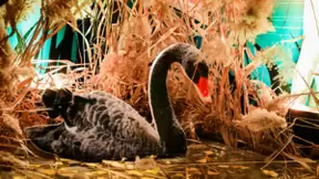 vivo S7创意摄影展，把动物搬到丛林里，太沉浸！