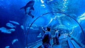 水族馆开发AR应用体验，微美全息打造AR全息技术新应用沉浸感