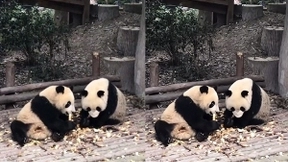 MSU2020年度世界视频编码大赛 金山云斩获UGC赛道冠军