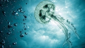 英国科学家发明机器水母，利用人工智能探索珊瑚礁和沉船