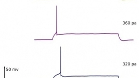人工神经网络秒变脉冲神经网络，新技术有望开启边缘AI计算新时代
