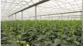 电子商务进农村按下加速键，苏宁易购立足平台优势助力乡村振兴