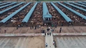 做百度AI工程师，还要会“相牛”？