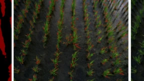 AI的新田园牧歌：反碎片化是AI+农业的关键