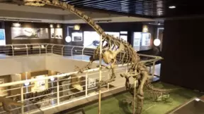 思看3D扫描技术，还原云南禄丰龙，带你穿越亿万年，重返侏罗纪