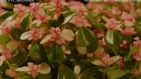 火山引擎落地业界首个H.266端云一体视频解决方案