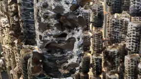 UCloud优刻得打造数字农业解决方案 助力柞水木耳“云”上提高种植品质