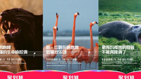 保护生物多样性，聚划算奏响命运共同体最强音
