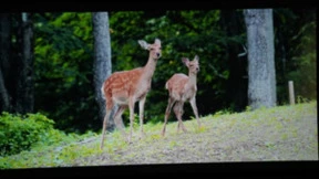 物超所值，年货节要选就选极米RS PRO 2