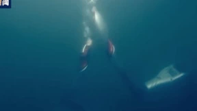 奥运史上首次！机器人“火炬手”水下成功传递火炬