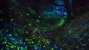 环信发布“萤火虫计划”正式推出免费版在线客服