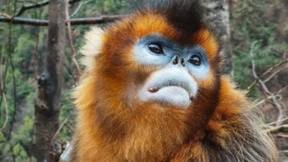 DXO排名第一！荣耀Magic4系列以镜组和算法双升级上探影像天花板