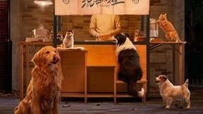 公益创意季“它的流动小摊”，流浪动物的专属“食堂”