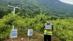 信息化为乡村振兴添活力 湖北京山黄桃基地开启“云种地”模式