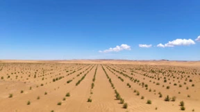 容声做到了！买冰箱种植的梭梭树已经在阿拉善变成“小森林”