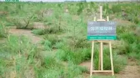 守护沙漠“天路”，容声冰箱喊你来阿拉善种树了