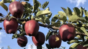 中移物联区块链溯源平台为乡村振兴增添新动力