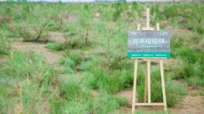 容声“绿色守护天团”实地探访：这是你在阿拉善种的那棵梭梭树吗？